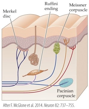 <strong>Refer to the figure. The figure demonstrates the locations of four types of</strong> A) skin layers. B) muscle spindles. C) mechanoreceptors. D) neuronal axons. E) neurotransmitters.