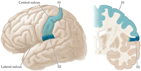 Refer to the figure. As shown in the figure, from the thalamus, much of the touch information is carried up to the cortex into