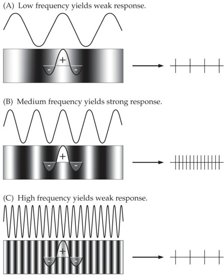 <strong>Refer to the figure showing the responses (right) of an ON-center retinal ganglion cell to gratings of different spatial frequencies (left). The retinal ganglion cell depicted is most responsive to which spatial frequency?</strong> A) Low frequency (top) B) Medium frequency (middle) C) High frequency (bottom) D) Both low and high frequencies (top and bottom) E) All frequencies equally (top, middle, and bottom)