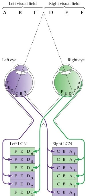 <strong>Refer to the figure. In the figure, the right LGN contains information from the</strong> A) left visual field. B) right visual field. C) right eye. D) left eye. E) magnocellular layer.