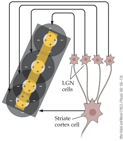 <strong>Refer to the figure. This figure shows</strong> A) how images end up on the retina. B) the firing patterns of four cells. C) how cortical simple cells get their orientation tuning. D) how simple cells and complex cells interact. E) how magnocellular and parvocellular cells interact.