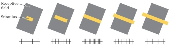 <strong>Refer to the figure. What phenomenon does the figure demonstrate?</strong> A) Cortical magnification B) Ocular dominance C) Filtering D) End stopping E) Orientation tuning