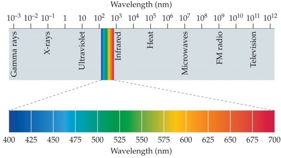 <strong>Refer to the figure. The top part of the figure shows the</strong> A) spectrum of visible light. B) different kinds of light. C) amount of heat emitted by a light source. D) number of photons emitted by a light source. E) spectrum of electromagnetic energy.