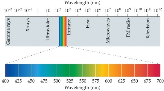<strong>Refer to the figure. The bottom part of the figure shows the</strong> A) spectrum of visible light. B) different kinds of light. C) spectrum of electromagnetic energy. D) number of photons emitted by a light source. E) amount of heat emitted by a light source.