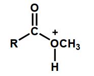 <strong>Which of the following is an intermediate in the acid-catalyzed hydrolysis of an ester?</strong> A) B) C) D) Intermediates B and C E) Intermediates A, B, and C