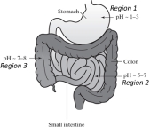 <strong>Assume these are the approximate pH ranges in the GI tract and that pH is the only factor being considered. In what region will the pH conditions be most favorable for absorption of a basic drug with a pKa of 5.7?</strong> A) Region 1 B) Region 2 C) Region 3 D) Equally in all three regions E) None of the above