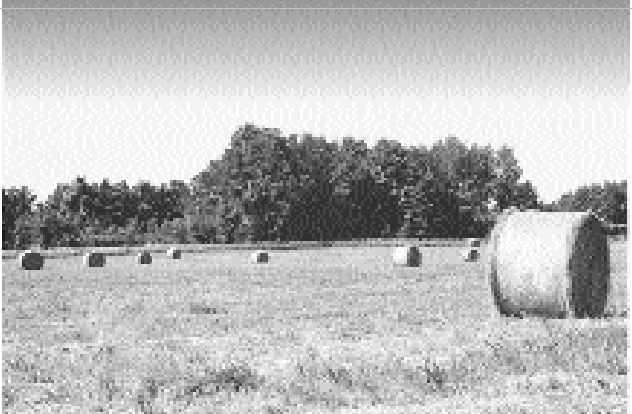<strong>What kind of line does this shot exemplify? </strong> A) horizontal B) vertical C) diagonal D) broken