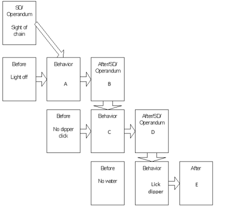 <strong> Match the letters in the boxes to the words that go in those boxes in order to complete the behavior chain of Rudolph the Rat in a Skinner Box. -Pull chain</strong> A) A B) B C) C D) D E) E