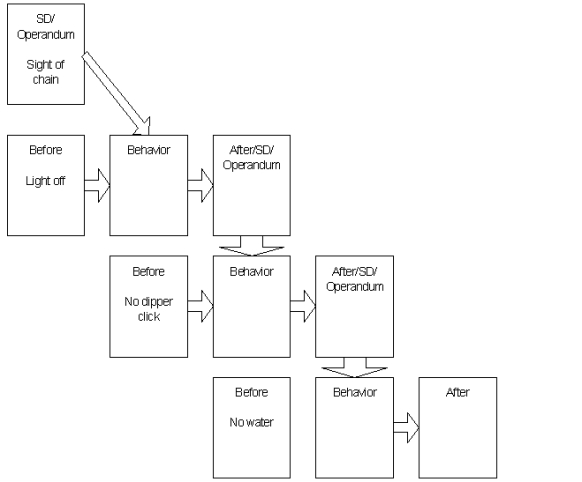 Fill in the empty boxes for -Please complete the behavioral chain of Rudolph the Rat in a Skinner box.