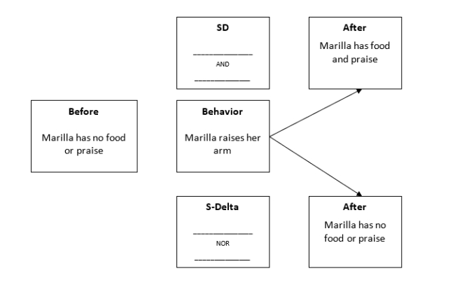 Fill in the empty boxes for -Diagram the stimulus-discrimination training contingency for establishing imitation for a child (Marilla) who previously showed no imitative stimulus control (Baer, Peterson, & Sherman, 1967).  <div style=padding-top: 35px> 