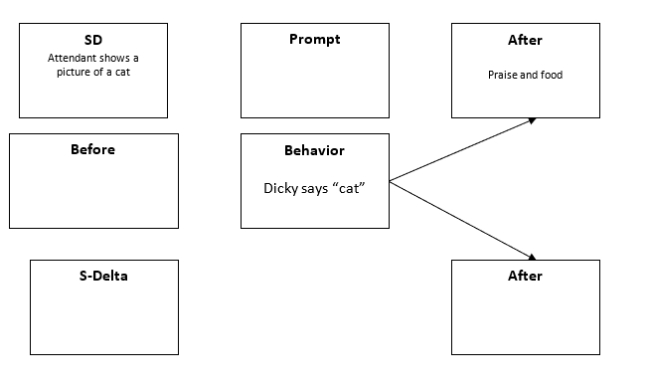 Fill in the empty boxes for -Complete the diagram of imitation training, with the use of a prompt, to get Dicky to verbally identify pictures.  <div style=padding-top: 35px> 