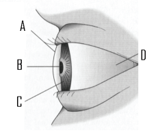 The figure below is a side view of the human eye.   -Identify the iris.