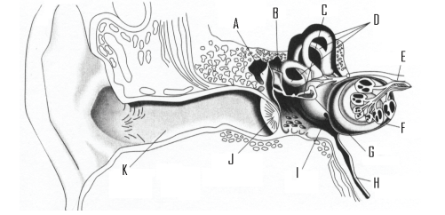 Below is a figure displaying the anatomy of the ear. -Where is the oval window?