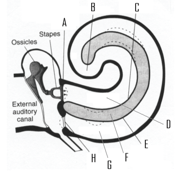 Below is a figure showing the structures of the inner ear. -Where is Reisnner's membrane?