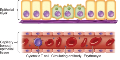 <strong>An example of a pathogen that avoids host defenses as shown is </strong> A) Rhinovirus B) Chlamydia trachomatis C) Mycobacterium tuberculosis D) Haemophilus influenzae type b