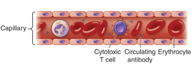 <strong>An example of a pathogen that avoids host defenses as shown is </strong> A) Rhinovirus B) Chlamydia trachomatis C) Streptococcus pneumoniae D) Haemophilus influenzae type b