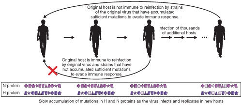 <strong>The illustration describes </strong> A) Antigenic drift B) Antigenic shift C) Programmed gene switching D) Genetic recombination