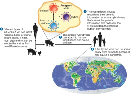 <strong>The illustration describes </strong> A) Antigenic drift B) Antigenic shift C) Programmed gene switching D) Genetic transposition
