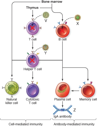 <strong>A pathogen that inhibits the immune system at the site marked V is </strong> A) Measles virus B) Epstein Barr virus C) HIV D) Meningitis-causing bacteria