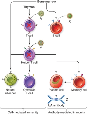 <strong>A pathogen that inhibits the immune system at the site marked Z is </strong> A) Measles virus B) Epstein Barr virus C) HIV D) Meningitis-causing bacteria