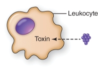 <strong>A pathogen that inhibits leukocyte function as shown in the illustration is </strong> A) Staphylococcus aureus B) Streptococcus pneumoniae C) Mycobacterium tuberculosis D) Listeria monocytogenes
