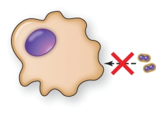 <strong>A pathogen that inhibits leukocyte function as shown in the illustration is </strong> A) Staphylococcus aureus B) Streptococcus pneumoniae C) Mycobacterium tuberculosis D) Listeria monocytogenes