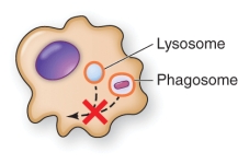 <strong>A pathogen that inhibits leukocyte function as shown in the illustration is </strong> A) Staphylococcus aureus B) Streptococcus pneumoniae C) Mycobacterium tuberculosis D) Listeria monocytogenes
