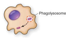 <strong>A pathogen that inhibits leukocyte function as shown in the illustration is </strong> A) Staphylococcus aureus B) Streptococcus pneumoniae C) Mycobacterium tuberculosis D) Listeria monocytogenes