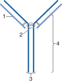 <strong>Correctly identify the indicated regions of this antibody molecule. </strong> A) 1=light chain; 2=Fab; 3= variable region; 4=Fc B) 1=variable region; 2=Fab; 3=Fc; 4=carboxy termini C) 1=light chain; 2=hinge region; 3=Fab; 4=Amine termini D) 1=light chain; 2=hinge region; 3=Fc; 4=constant region