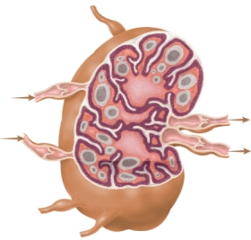 <strong>Identify this component of the immune system and its principle function. </strong> A) spleen: filtering antigens from blood B) thymus: activation of NK cells C) bone marrow: maturation of B cells D) lymph node: trap antigens circulating in lymph