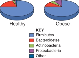 <strong>Compare the gut microbiome composition of a normal healthy adult to the composition of an obese individual. Which component(s) is/are noticeably increased in the obese patient? (Select all that apply) </strong> A) Firmicutes B) Bacteroidetes C) Actinobacteria D) Proteobacteria