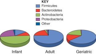 <strong>The immune system is developing during infancy, most effective during adulthood, and declining during old age. Examine the composition of the gut microbiome to determine a potential correlation with immune activity. </strong> A) Proteobacteria are the dominant component of the microbiome during the time of greatest immune effectiveness B) The immune system is least effective in infancy and elderly individuals when Actinobacteria levels are highest C) The immune system is least effective in infancy and elderly individuals when Firmicutes levels are reduced compared to adulthood D) The immune system is most effective when Bacteroides is the dominant component of the gut microbiome