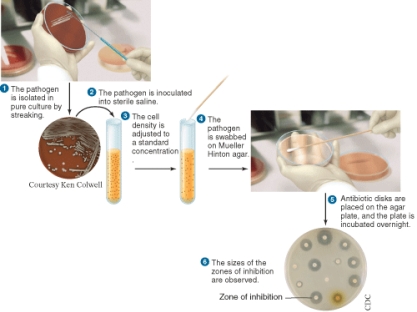 <strong>The illustration depicts the procedure for ________. </strong> A) an E-test B) a broth dilution test C) determining an antibiogram D) the Kirby-Bauer test