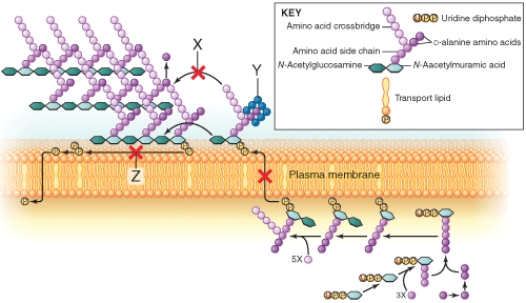 <strong>The item marked x is the site of action of which antibacterial agent? </strong> A) Beta-lactams B) Glycopeptides C) Bacitracin D) Aminoglycosides