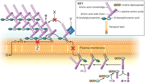 <strong>The item marked z is the site of action of which antibacterial agent? </strong> A) Penicillin G B) Vancomycin C) Bacitracin D) Ceftriaxone