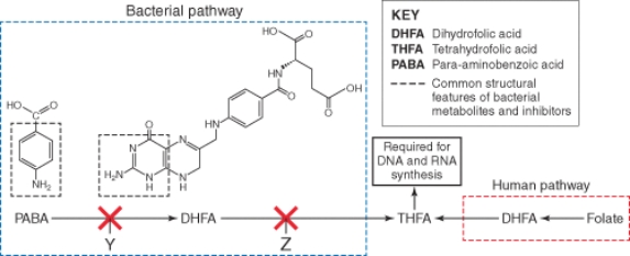<strong>The arrow marked z is the site of action of which antibacterial agent? </strong> A) Trimethoprim B) Sulfamethoxazole C) Metronidazole D) Tetracycline