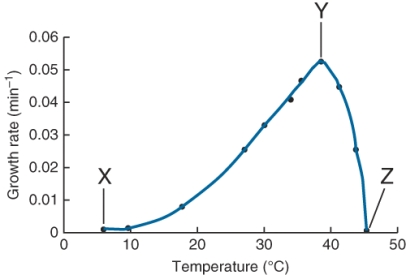 <strong>The point marked y on the plot of the growth rate of a culture of E. coli grown in Luria broth in a shaking water bath at various temperatures indicates ________ over the temperature range shown. (Select all that apply) </strong> A) the maximum growth rate B) the maximum temperature of growth C) the optimum temperature of growth D) the minimum temperature of growth