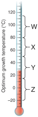<strong>The bracket marked w is the range of temperature where ________ bacteria have their optimum growth temperature. </strong> A) hyperthermophilic B) thermophilic C) mesophilic D) psychrophilic