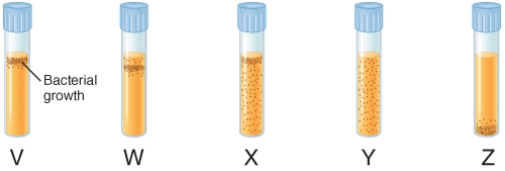 <strong>The illustration below depicts the growth of bacteria in nutrient agar tubes after stabbing an inoculum of bacteria through the center of the medium to the bottom of the tube. Tube v represents the growth of ________. </strong> A) obligate aerobes B) microaerophiles C) facultative anaerobes D) aerotolerant anaerobes