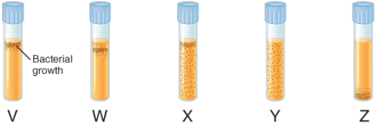 <strong>The illustration below depicts the growth of bacteria in nutrient agar tubes after stabbing an inoculum of bacteria through the center of the medium to the bottom of the tube. Tube W represents the growth of ________. </strong> A) obligate aerobes B) facultative anaerobes C) aerotolerant anaerobes D) microaerophiles