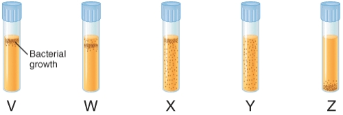 <strong>The illustration below depicts the growth of bacteria in nutrient agar tubes after stabbing an inoculum of bacteria through the center of the medium to the bottom of the tube. Tube x represents the growth of ________. </strong> A) obligate anaerobes B) obligate aerobes C) facultative anaerobes D) aerotolerant anaerobes