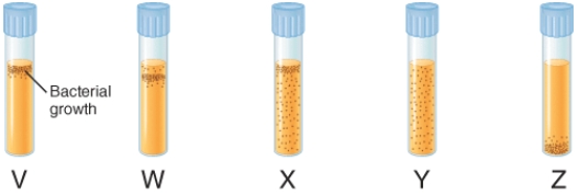 <strong>The illustration below depicts the growth of bacteria in nutrient agar tubes after stabbing an inoculum of bacteria through the center of the medium to the bottom of the tube. Tube y represents the growth of ________. </strong> A) obligate aerobes B) obligate anaerobes C) facultative anaerobes D) aerotolerant anaerobes