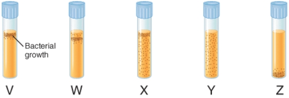 <strong>The illustration below depicts the growth of bacteria in nutrient agar tubes after stabbing an inoculum of bacteria through the center of the medium to the bottom of the tube. Tube z represents the growth of ________. </strong> A) obligate aerobes B) obligate anaerobes C) facultative anaerobes D) aerotolerant anaerobes