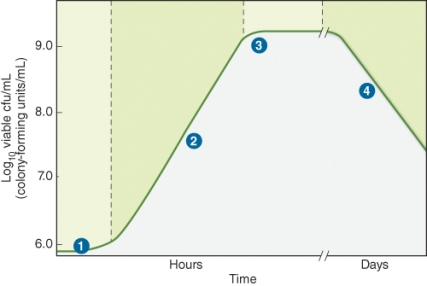 <strong>Region 1 of the growth curve of bacteria shown in the illustration below depicts the ________ of growth. </strong> A) log phase B) stationary phase C) lag phase D) death phase