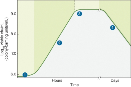 <strong>Region 2 of the growth curve of bacteria shown in the illustration below depicts the ________ of growth. </strong> A) log phase B) stationary phase C) lag phase D) death phase
