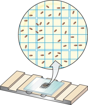 <strong>If the volume of growth medium trapped under the double-lined box shown in the magnification of the Petroff-Hausser chamber is 5 × 10<sup>-5</sup>mls, the density of cells in the culture is ________. </strong> A) approximately 2 × 10<sup>5</sup> B) approximately 2 × 10<sup>6</sup> C) approximately 2 × 10<sup>10</sup> D) approximately 2 × 10<sup>25</sup>
