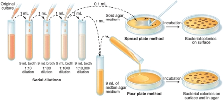<strong>The viable cell count (cells/ml) from the spread plate method shown below is ________. </strong> A) 2.1 × 10<sup>3</sup> B) 2.1 × 10<sup>4</sup> C) 2.1 × 10<sup>5</sup> D) 2.1 × 10<sup>6</sup>