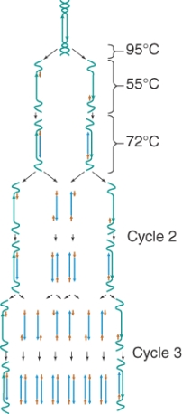 The procedure illustrated below is ________ test.  