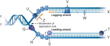 <strong>In the illustration below, what is the function of item u? </strong> A) Make an RNA primer. B) Separate the DNA strands. C) Make a DNA copy of the template strand of DNA. D) Link Okazaki fragments together.