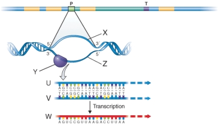 <strong>In the illustration below, the item marked v is ________. </strong> A) the coding strand of DNA B) the template strand of DNA C) an Okazaki fragment of DNA D) the protein coding region of a gene